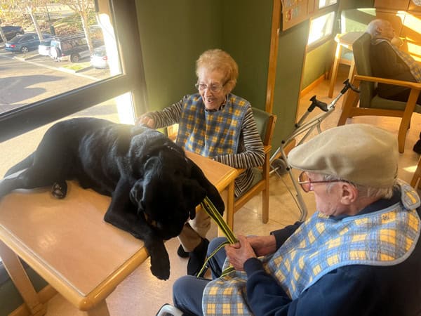 Sesión de terapia con animales