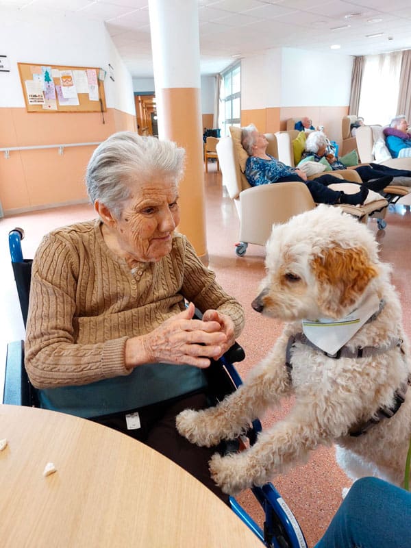 Un perrito de terapia interactúa con una residente