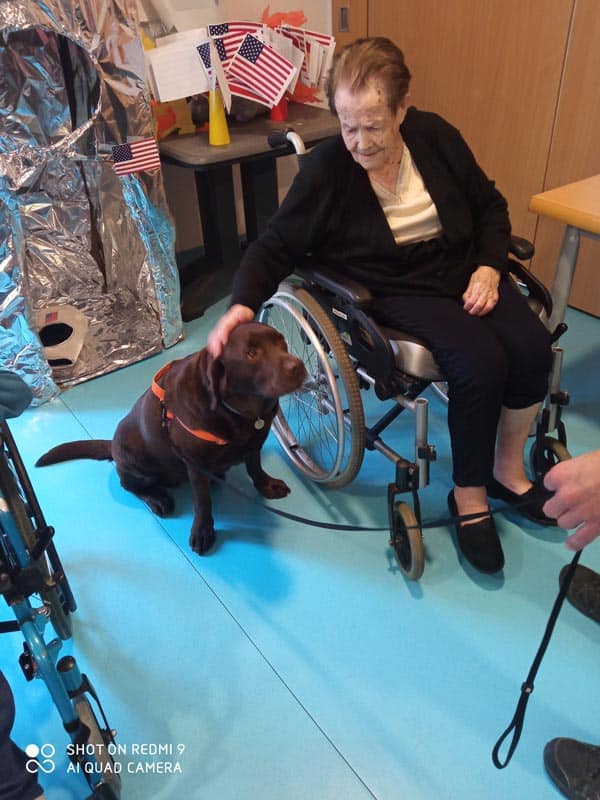 Un labrador de pelo oscuro se deja acariciar pacientemente durante la sesión de terapia con animales