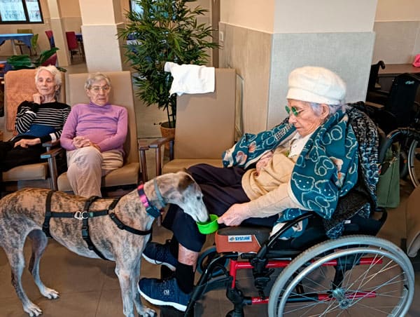 Una residente interactúa con un galgo de terapia