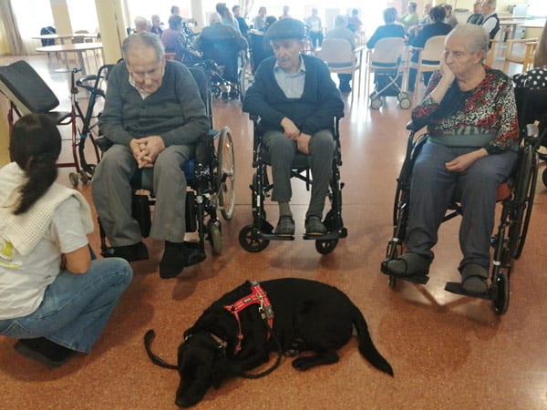 Milo tumbado muy tranquilo junto a un grupo de residentes en silla de ruedas