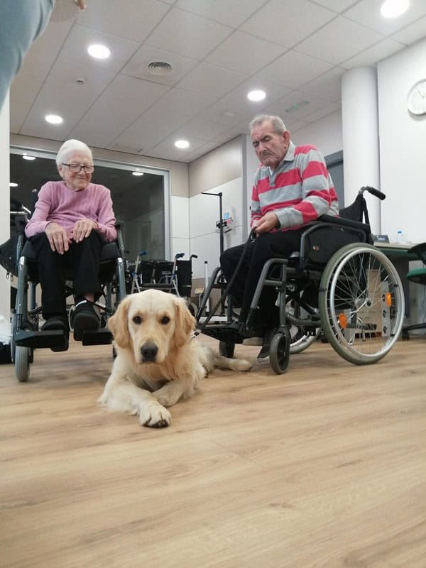 Persona mayor en silla de ruedas con perro de terapia en centro de mayores.