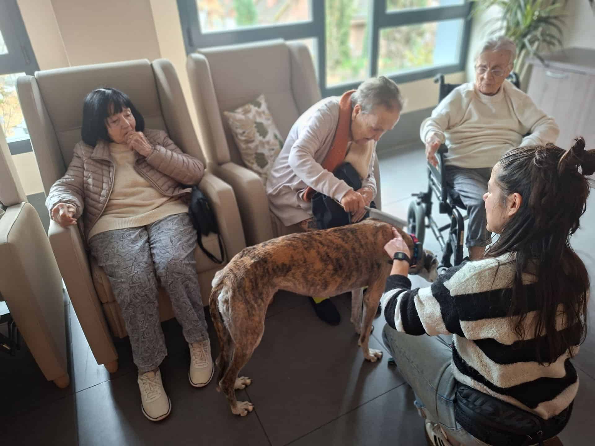 La auxiliar muestra como interactuar con el galgo
